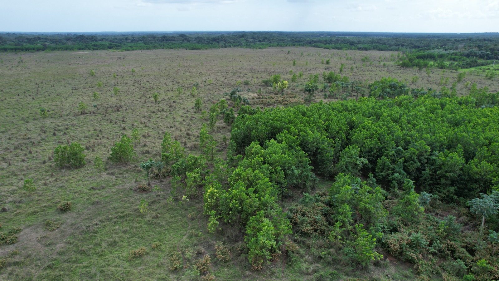 1,989-Tarea Agricultural & Livestock Farm in Bayaguana