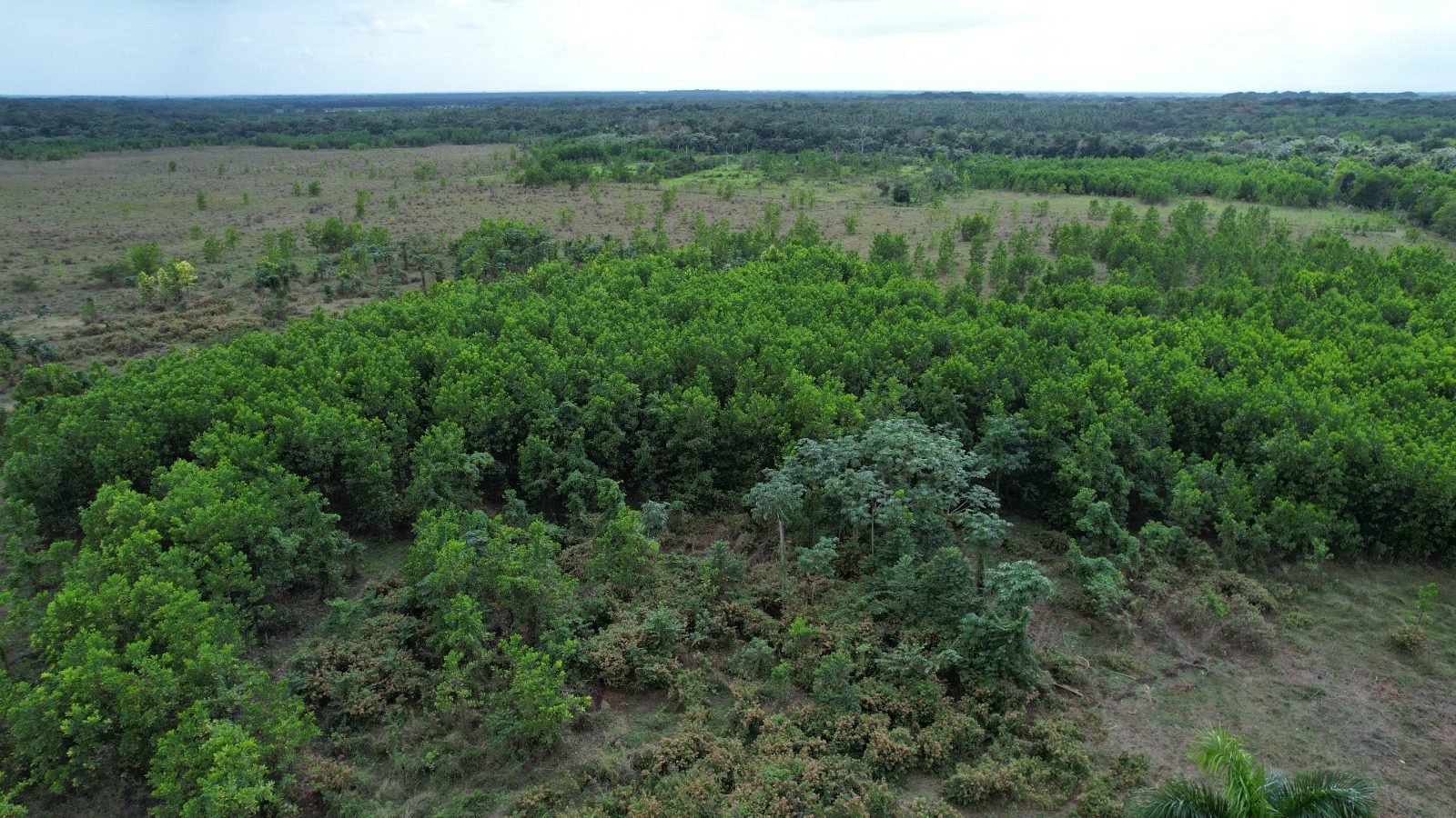 1,989-Tarea Agricultural & Livestock Farm in Bayaguana