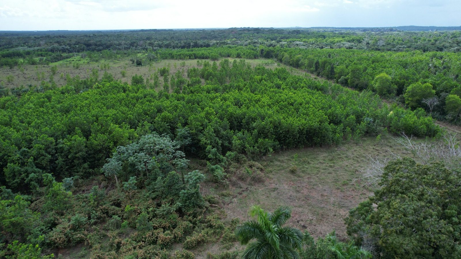 1,989-Tarea Agricultural & Livestock Farm in Bayaguana