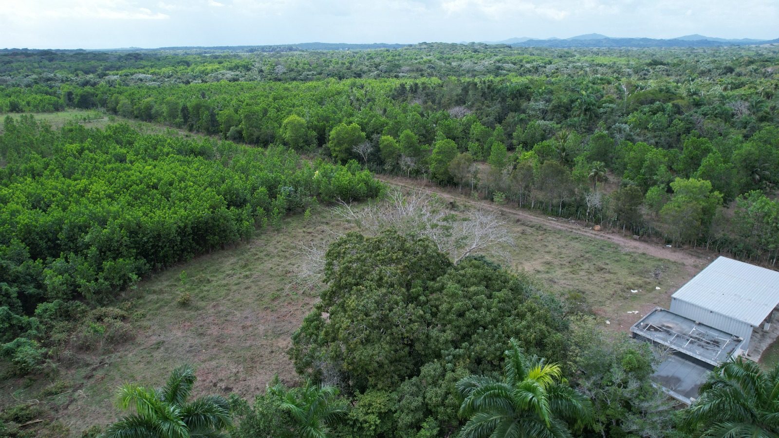 1,989-Tarea Agricultural & Livestock Farm in Bayaguana