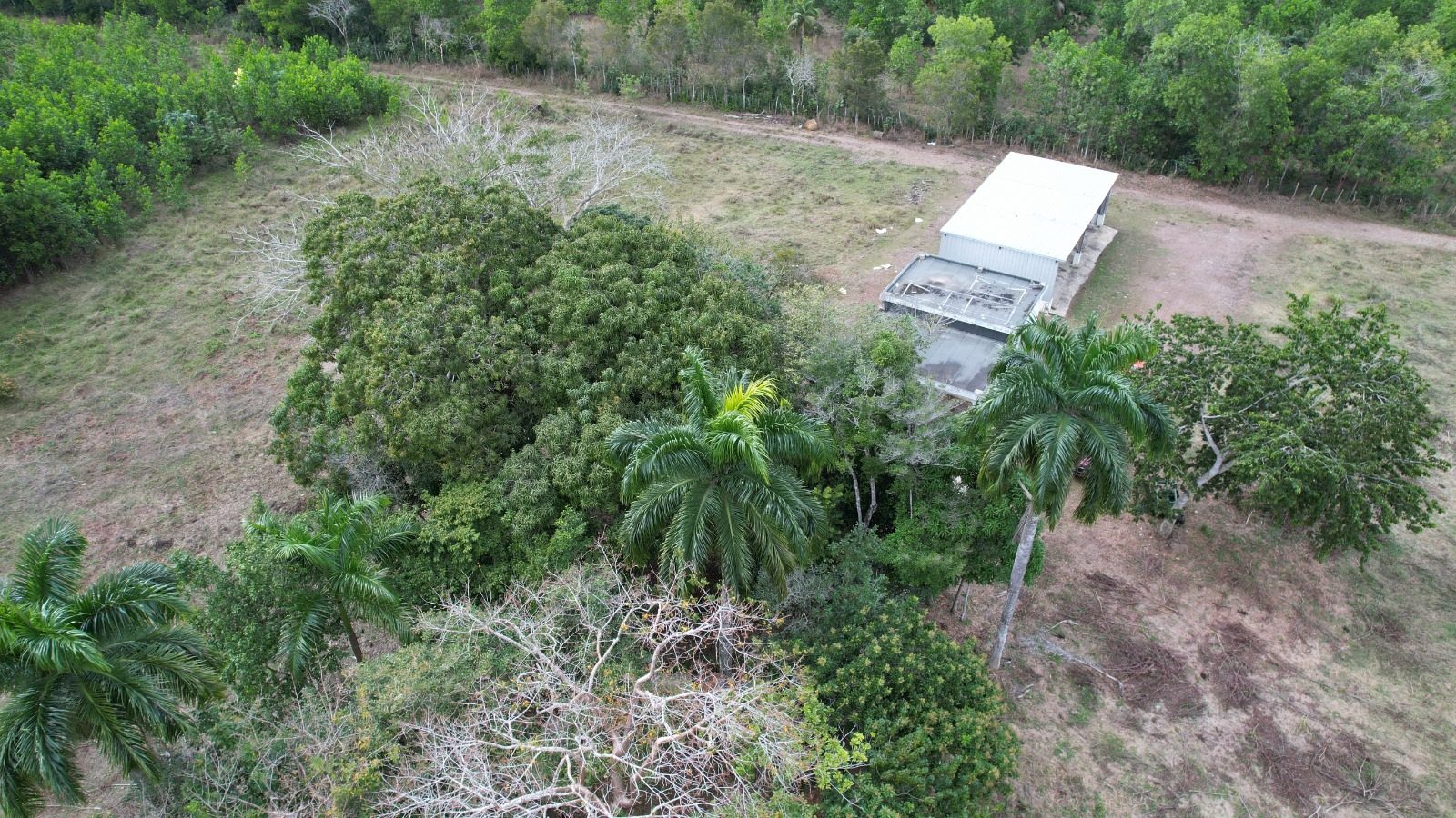 1,989-Tarea Agricultural & Livestock Farm in Bayaguana